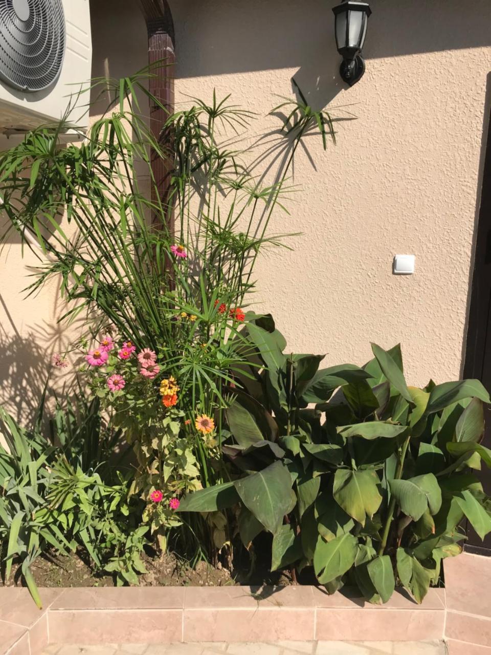 Guest House Palmovaia Gavan Gudauta Bagian luar foto